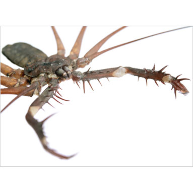 Tailless whipscorpion