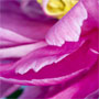 Peony